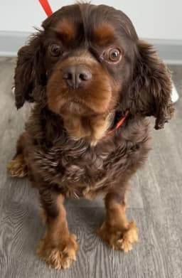 Buster image 1