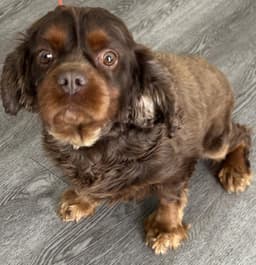 Buster image 2