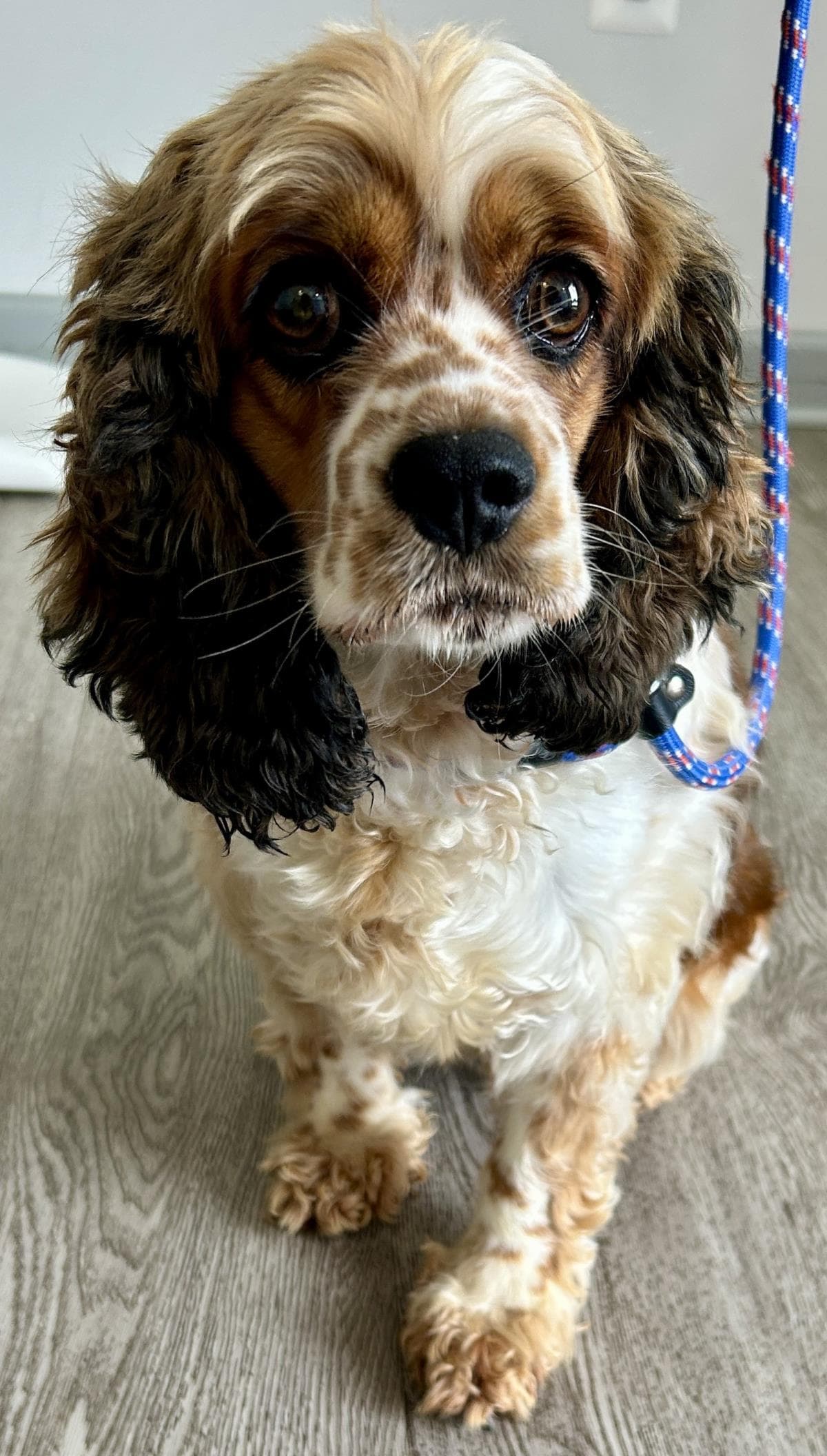 Freckles - Cocker Spaniel