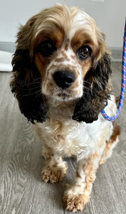 Freckles image 2