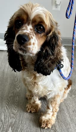 Freckles image 3