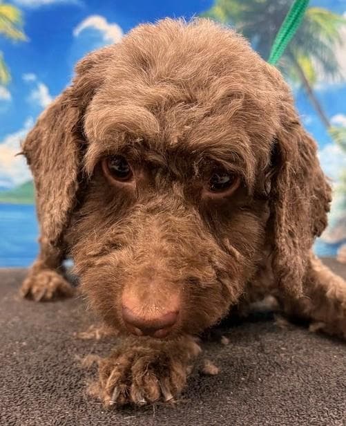 Tracy - Cockapoo
