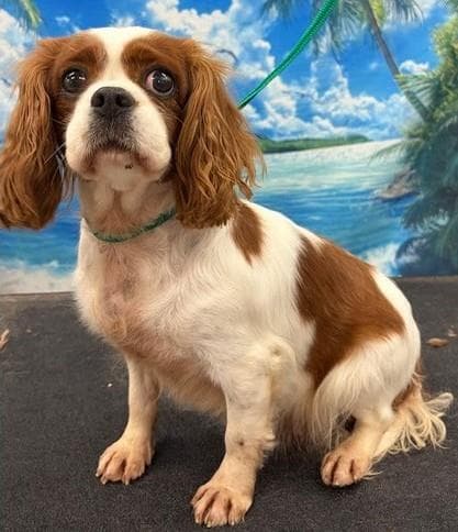 Margie - Cavalier King Charles Spaniel