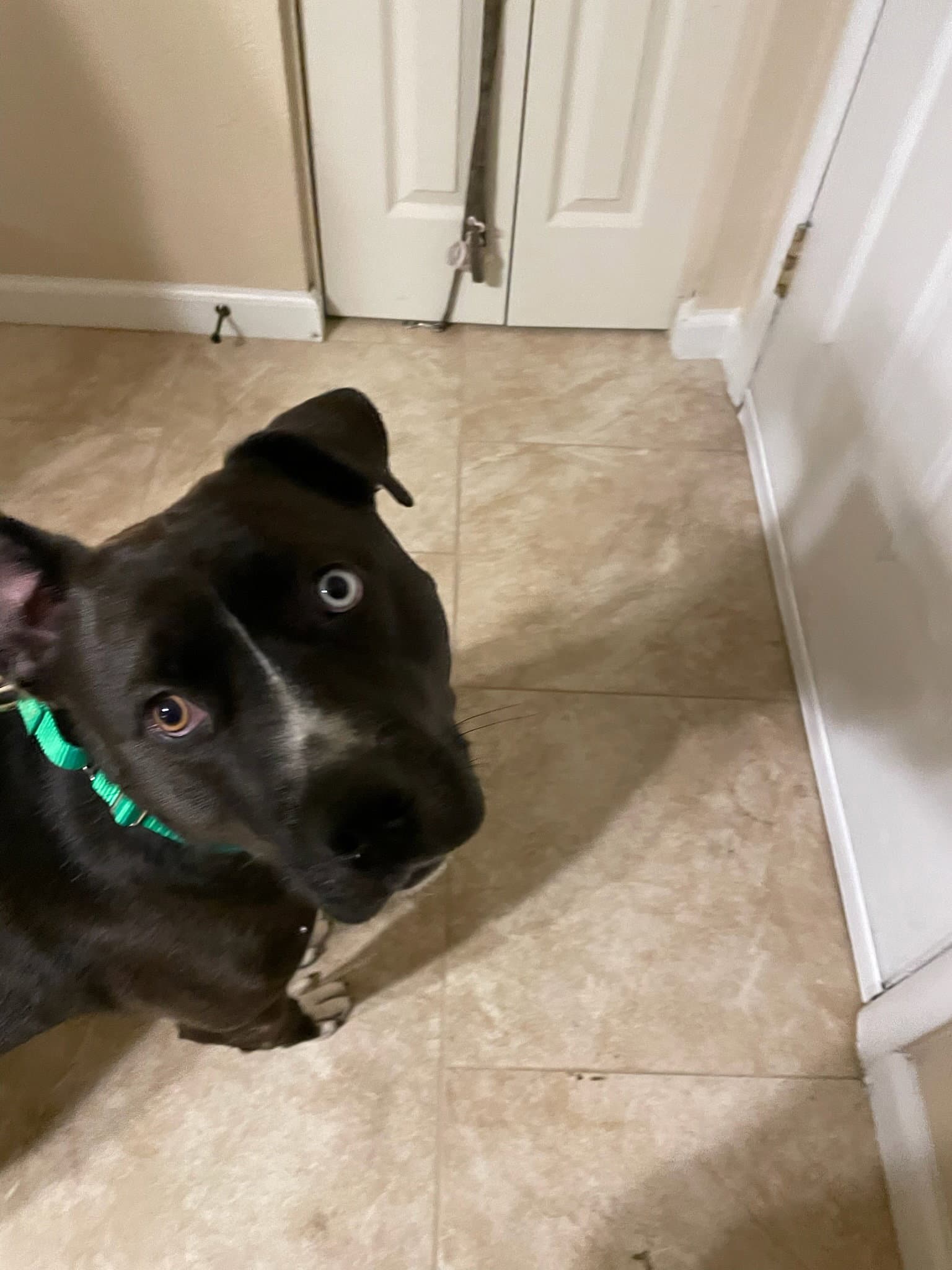 Tugboat - Staffordshire Bull Terrier