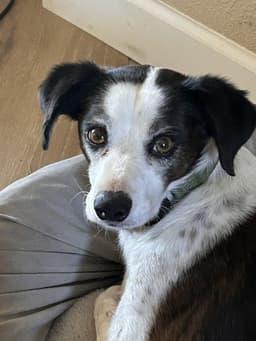 Jack image 1