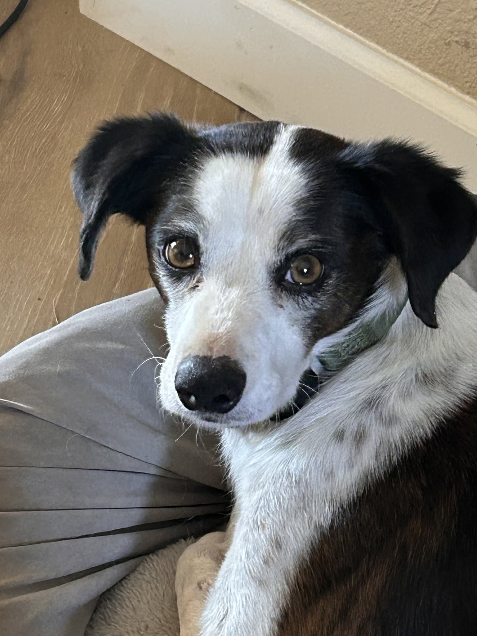 Jack - Jack Russell Terrier