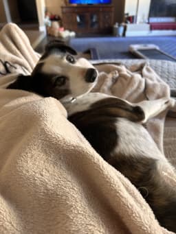 Jack image 4