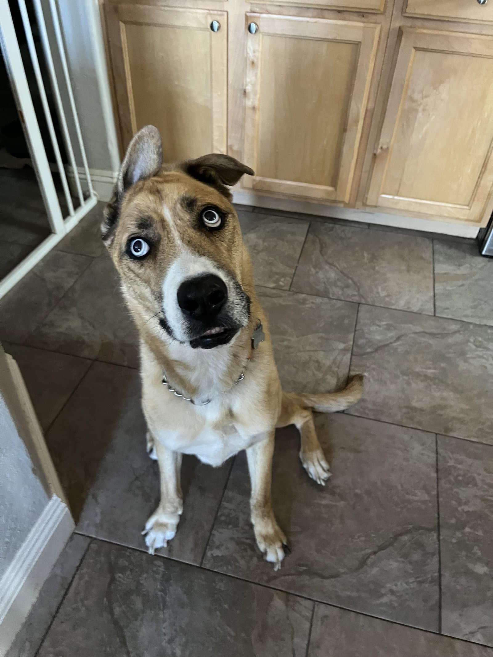 Pluto - Shepherd