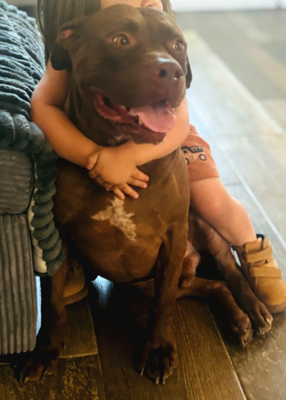 Thor - Bulldog