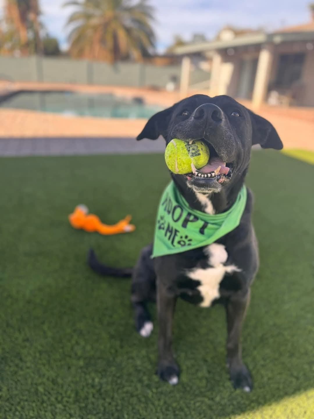Tennis - Labrador Retriever