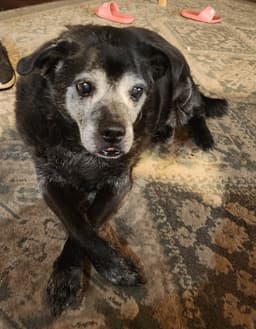 Ernie image 1