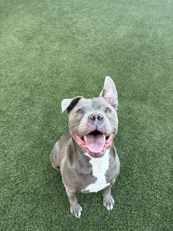 Stitch - American Bulldog