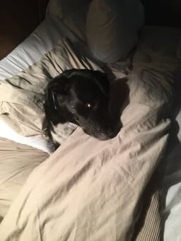 Bailey image 3