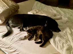 Bailey image 4