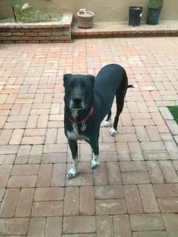 Bailey image 1