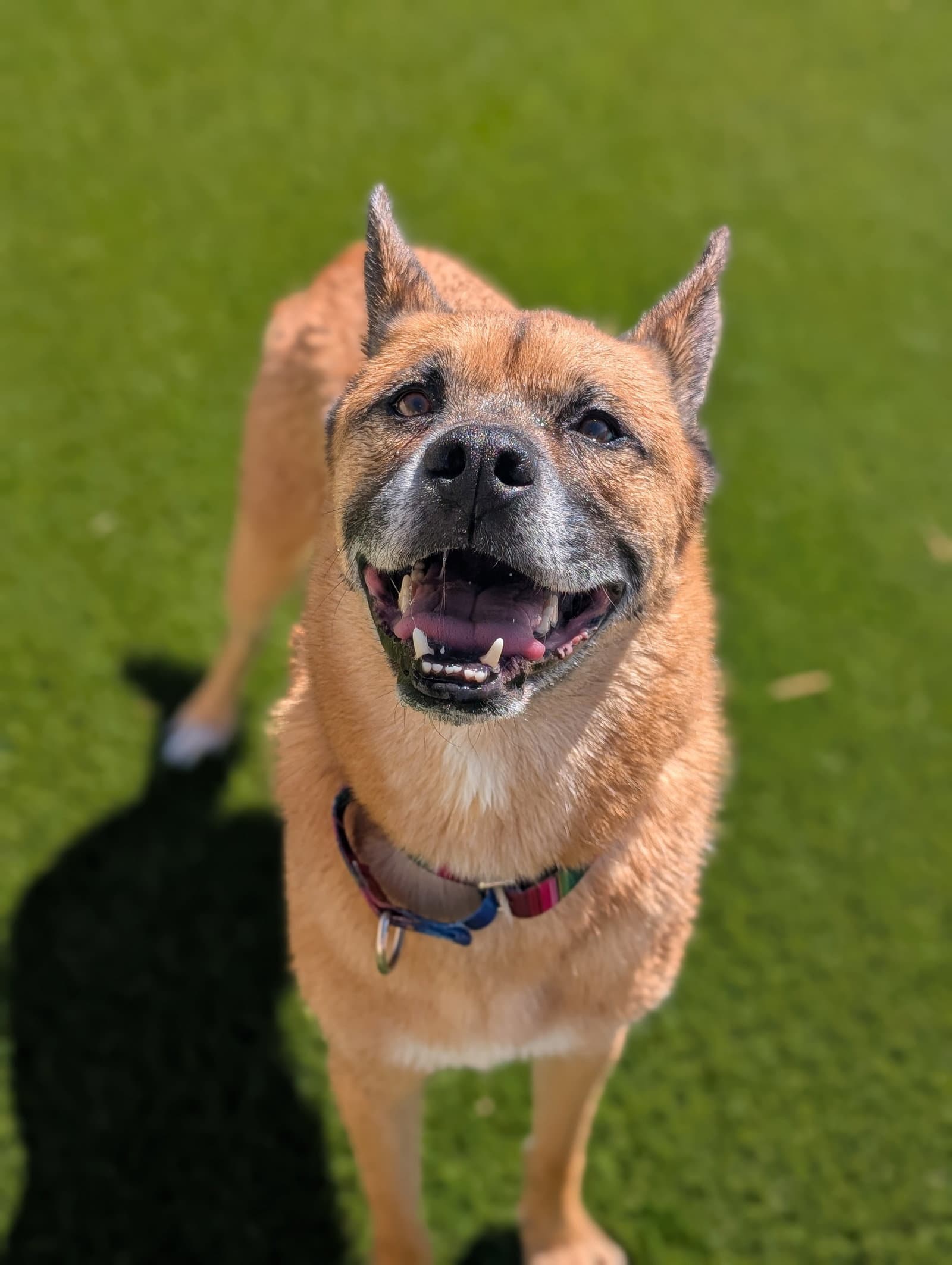 Cletus - German Shepherd Dog