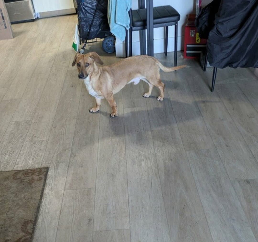 Nike - Dachshund