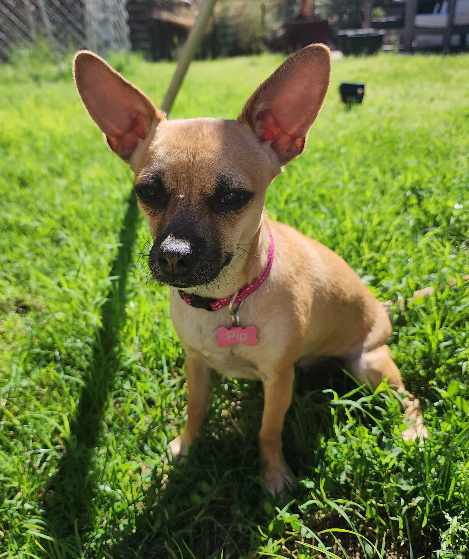 Pip - Chihuahua