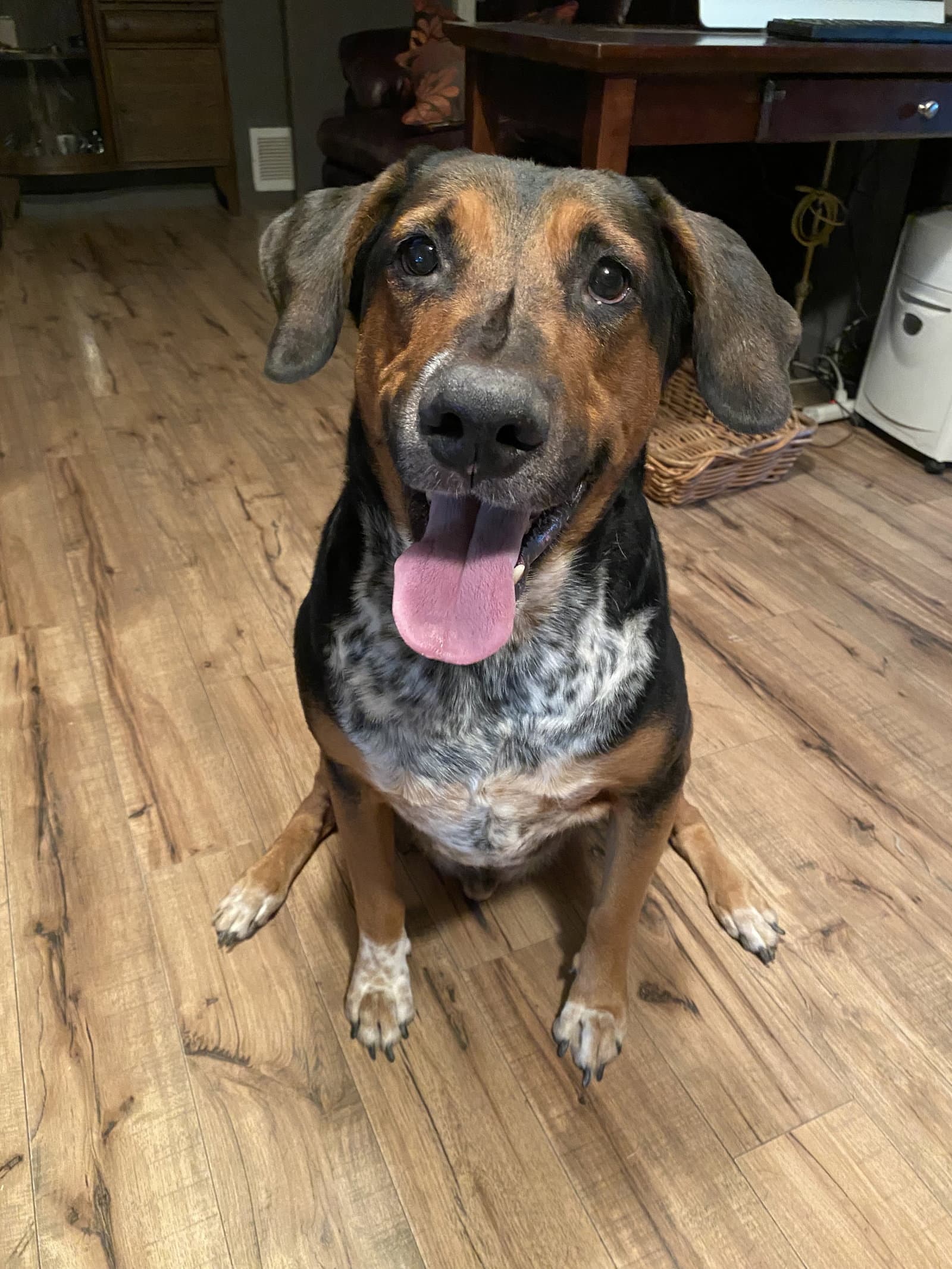 Rescue - Shepherd