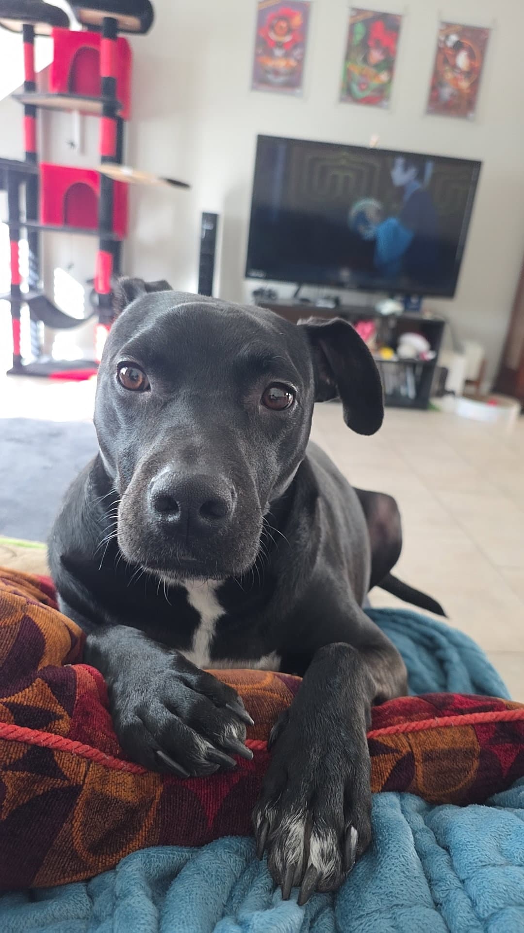 Blitzo - Pit Bull Terrier