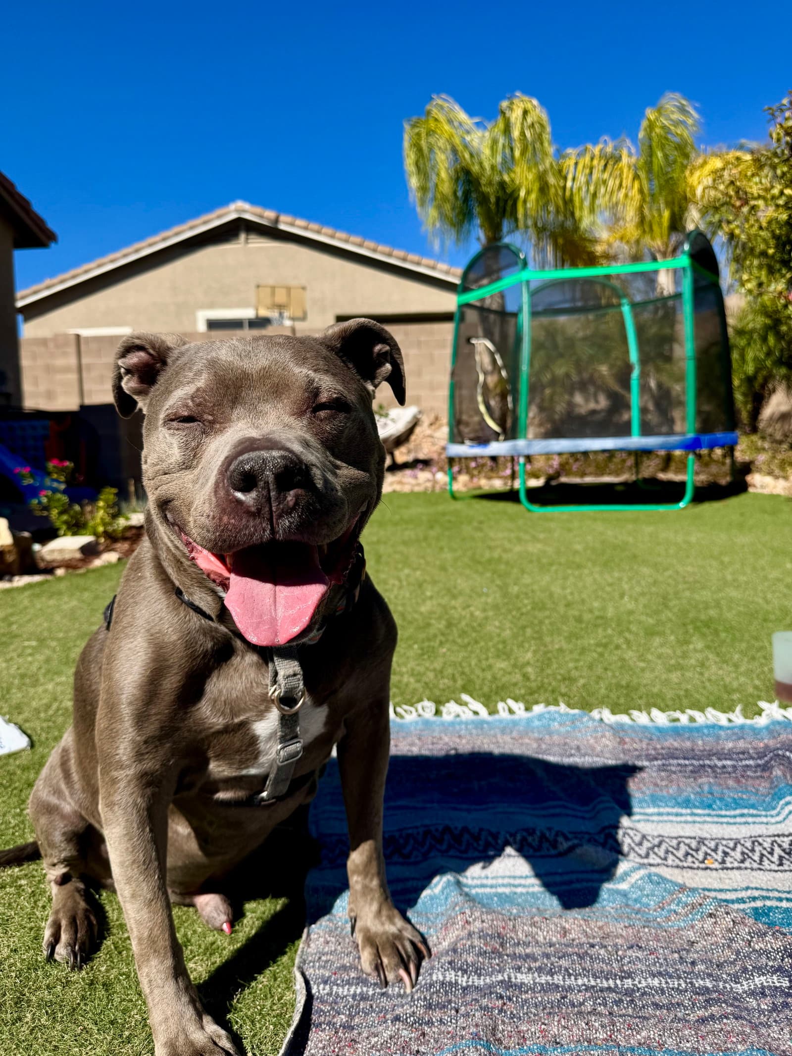 Micah - American Pit Bull Terrier