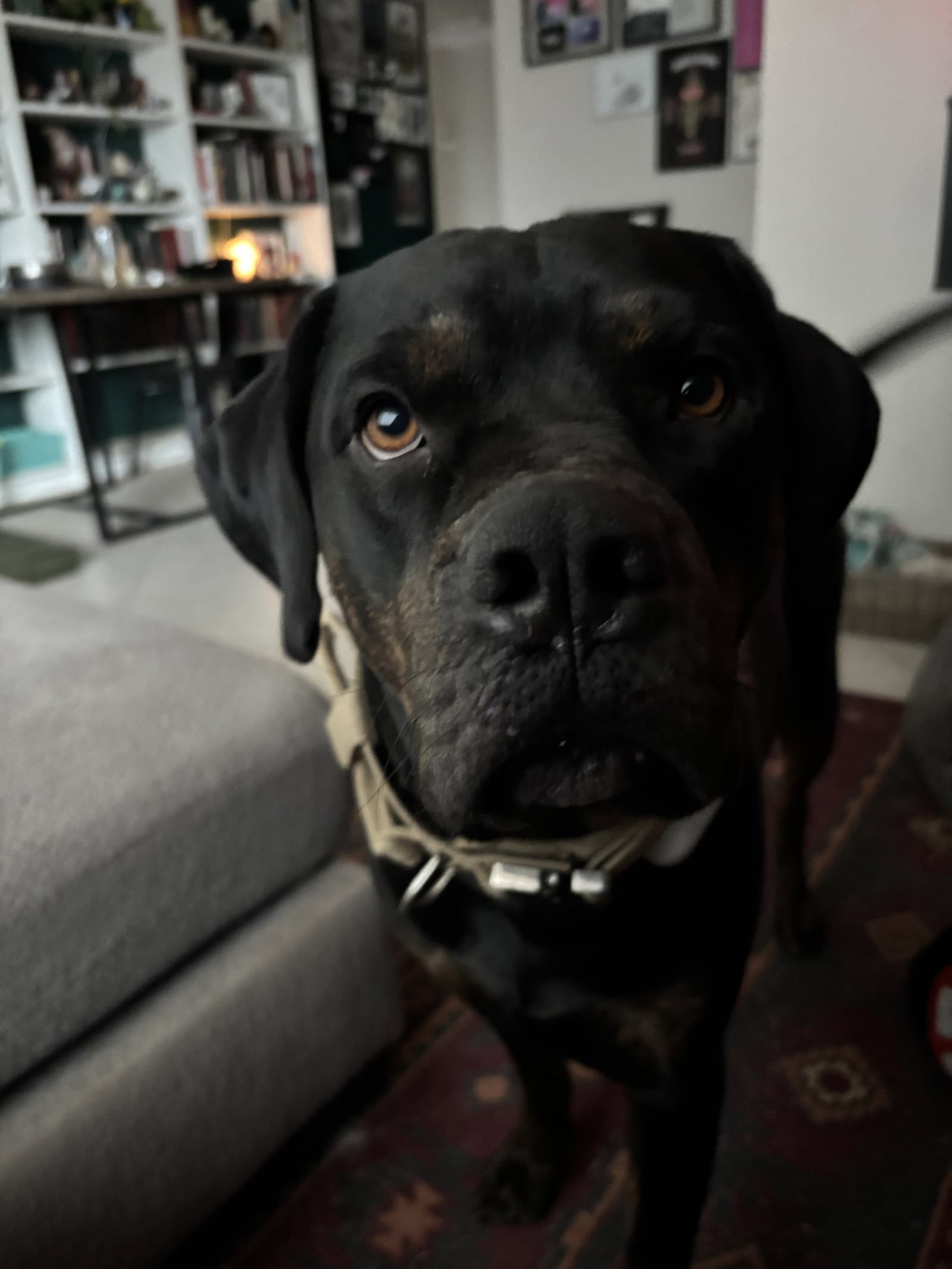 Tank - Rottweiler