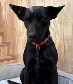 Charlie image 1