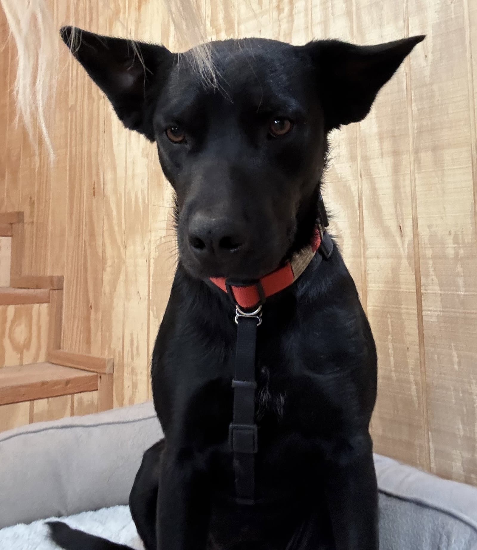 Charlie - Cattle Dog