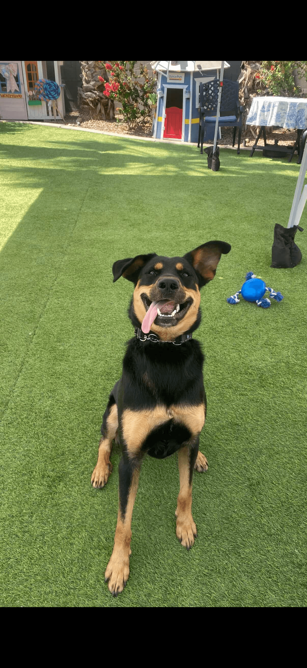 Cricket - Shepherd