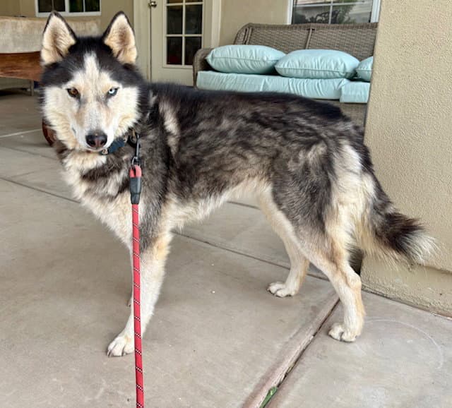Molly - Husky