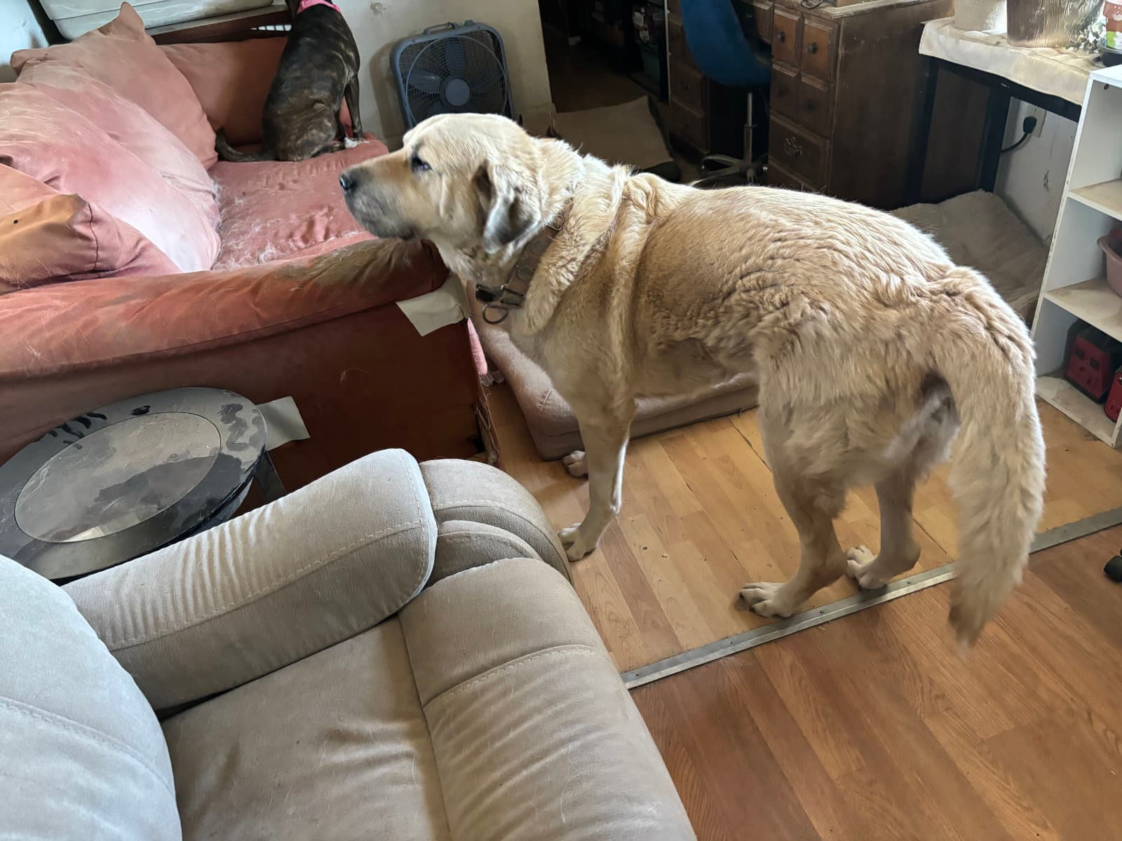 Ryder - Great Pyrenees