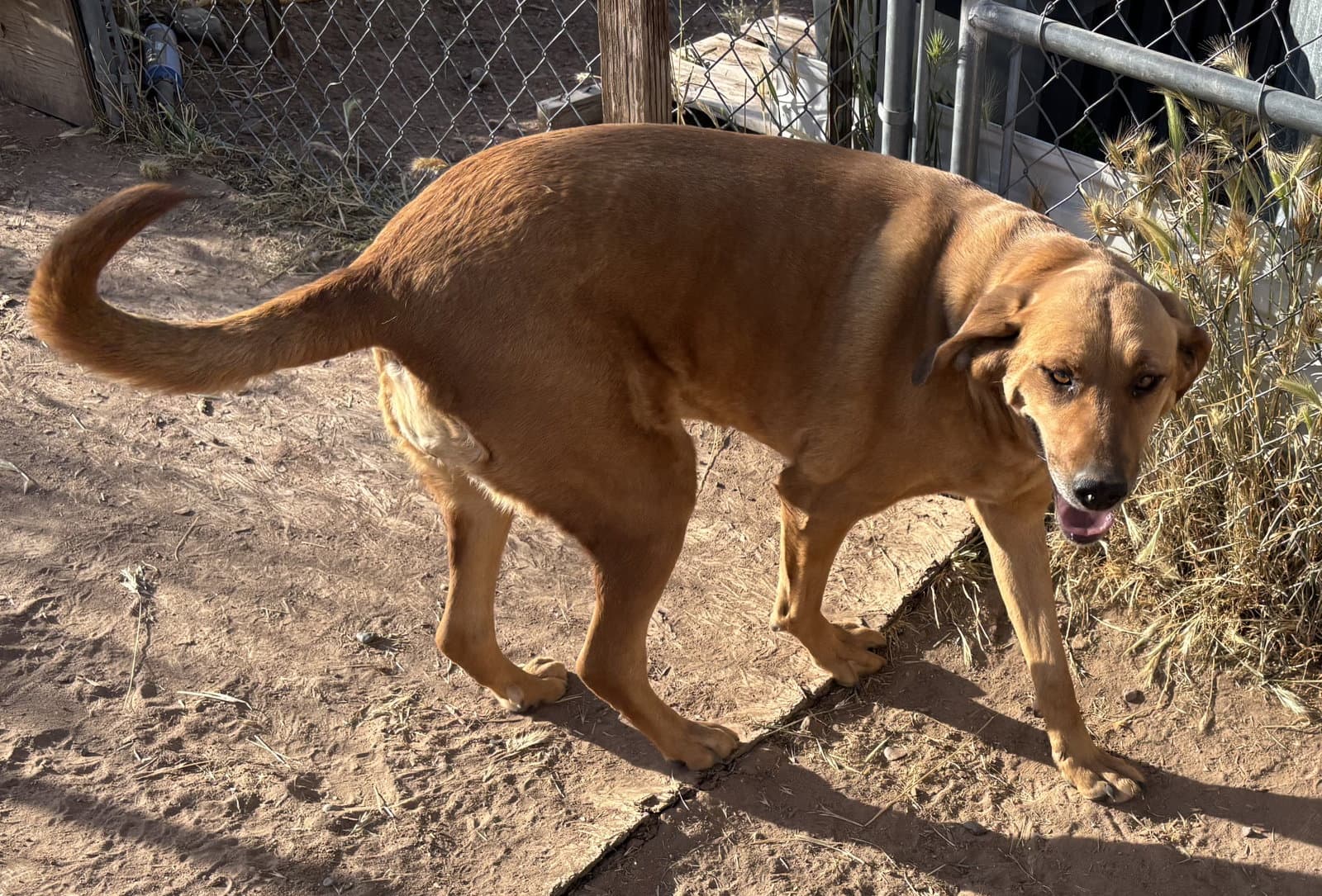 Daisy - Redbone Coonhound