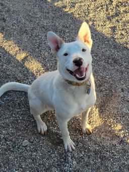 Toby image 1