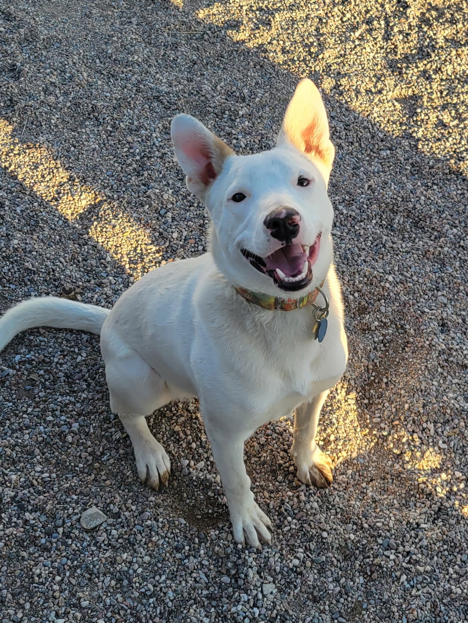 Toby - Queensland Heeler