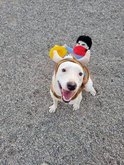 Toby image 2