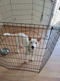 Toby image 3