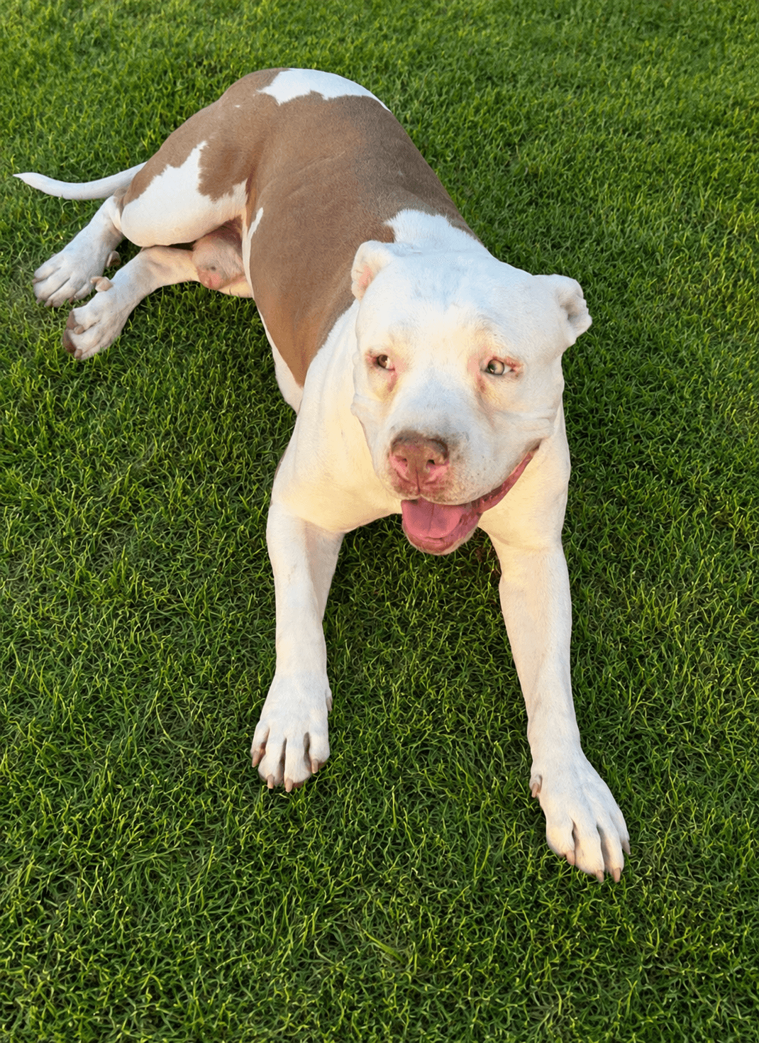 Chico - Bulldog