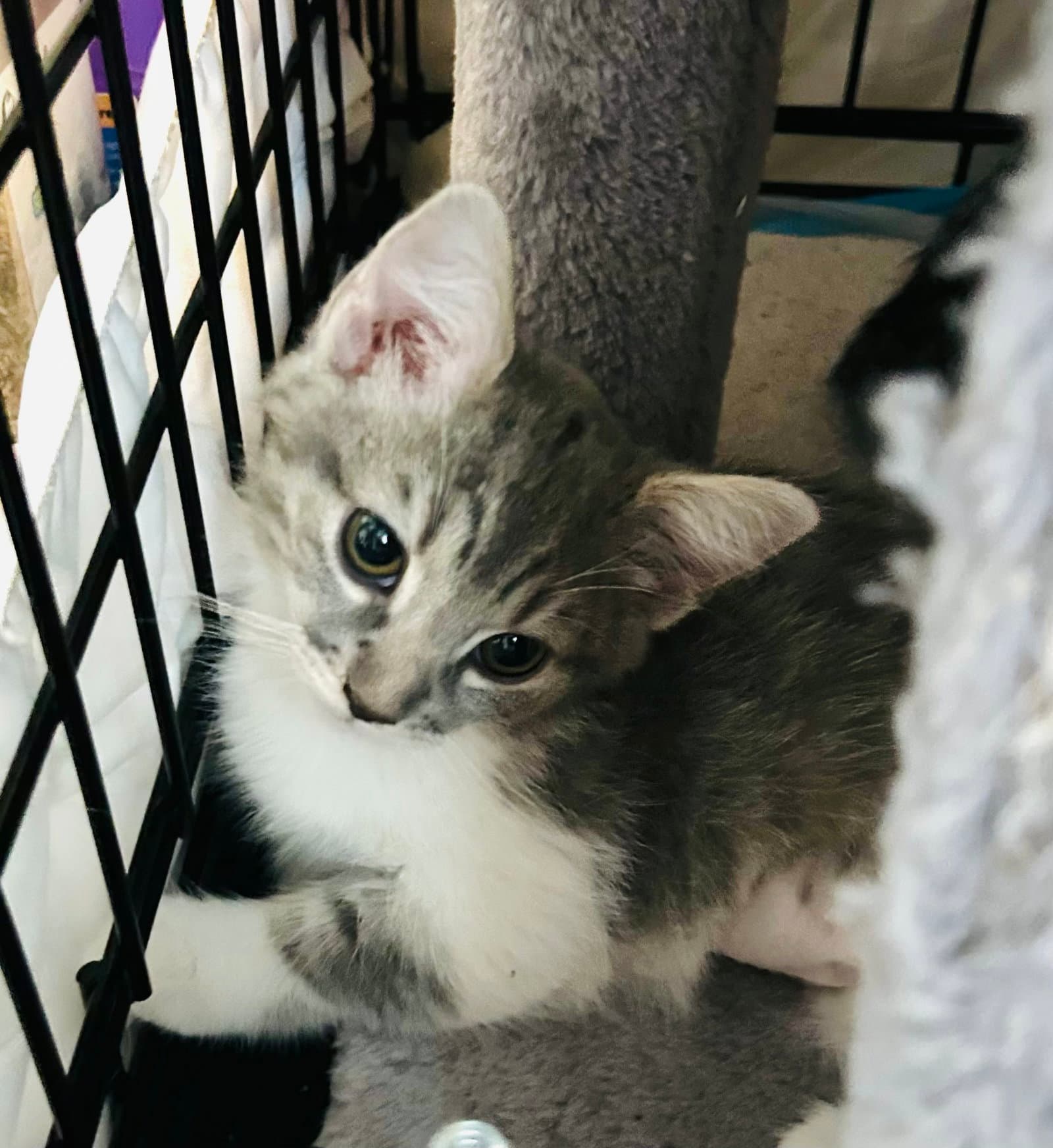Cuddles - Domestic Short Hair