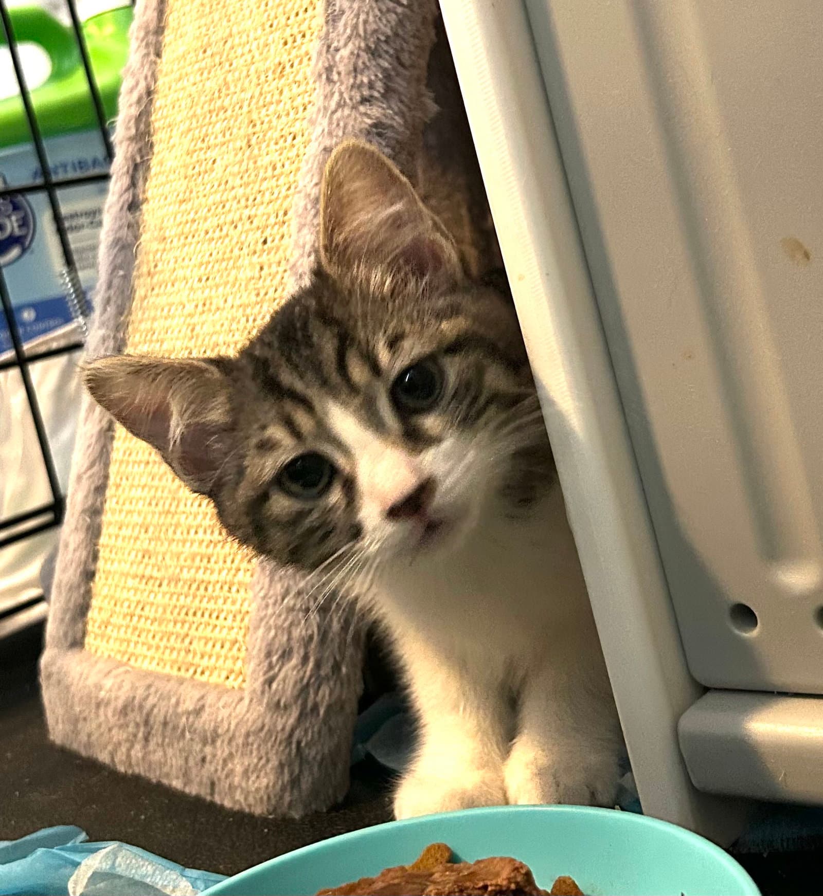 Hisshiss - Domestic Short Hair