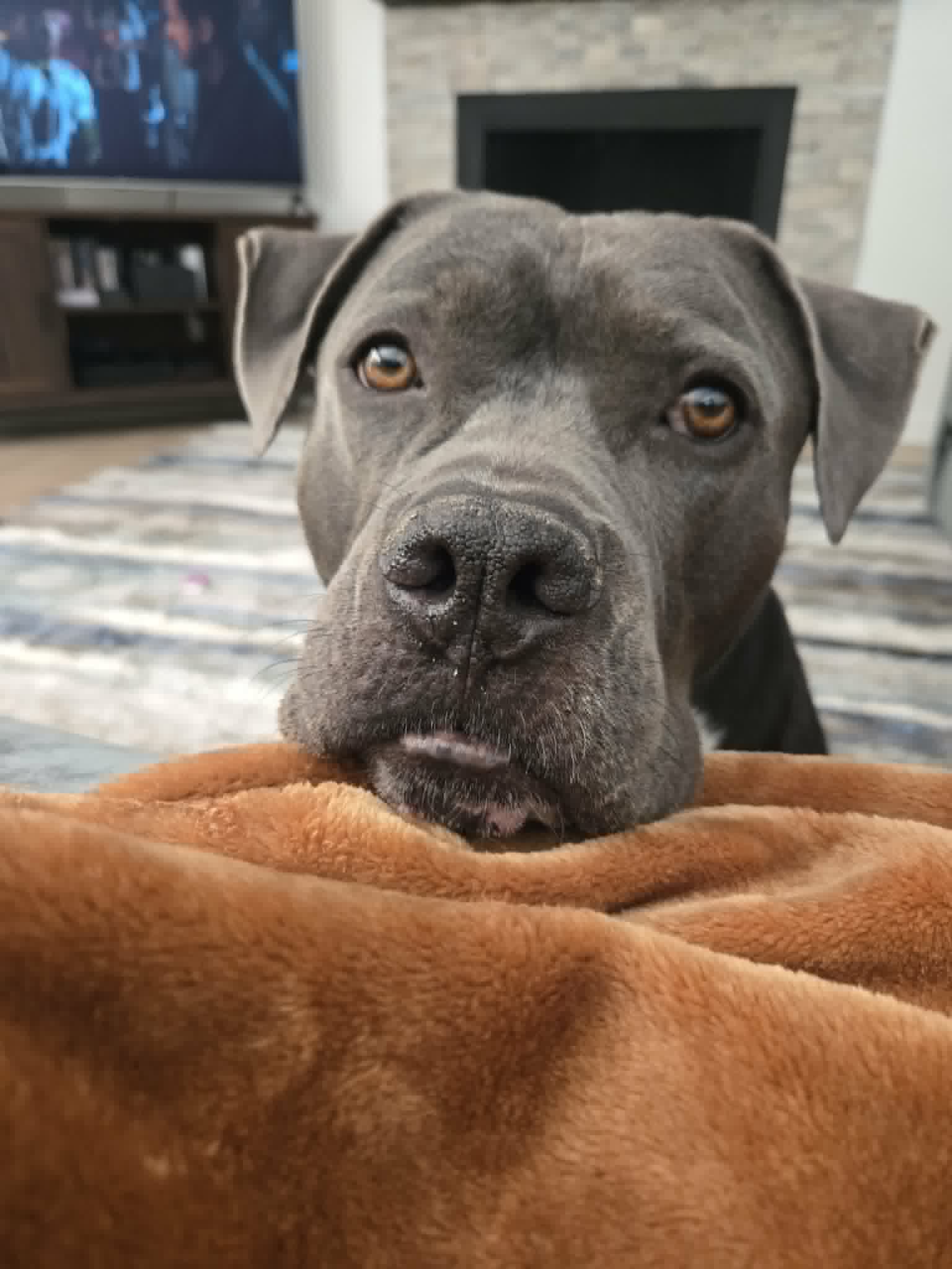 Crumpet - Pit Bull Terrier