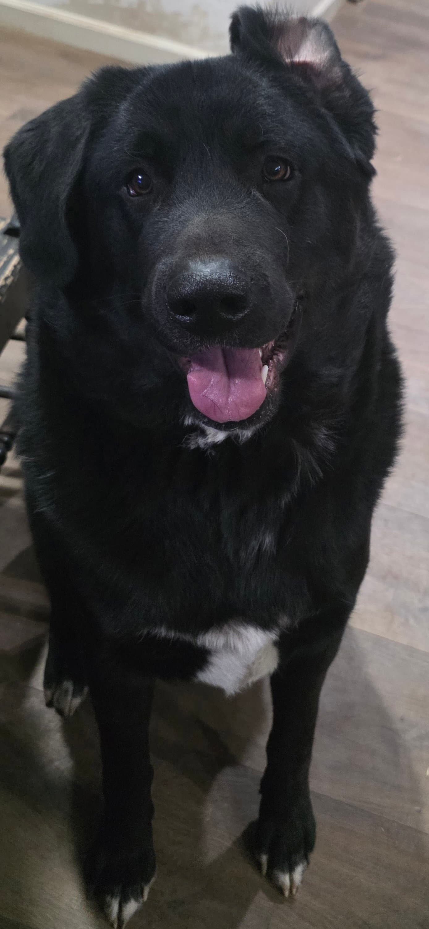Titan - Akita