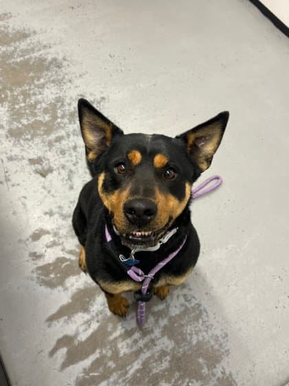 Button - Rottweiler