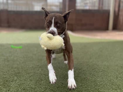Farah - Pit Bull Terrier