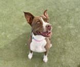 Farah image 2