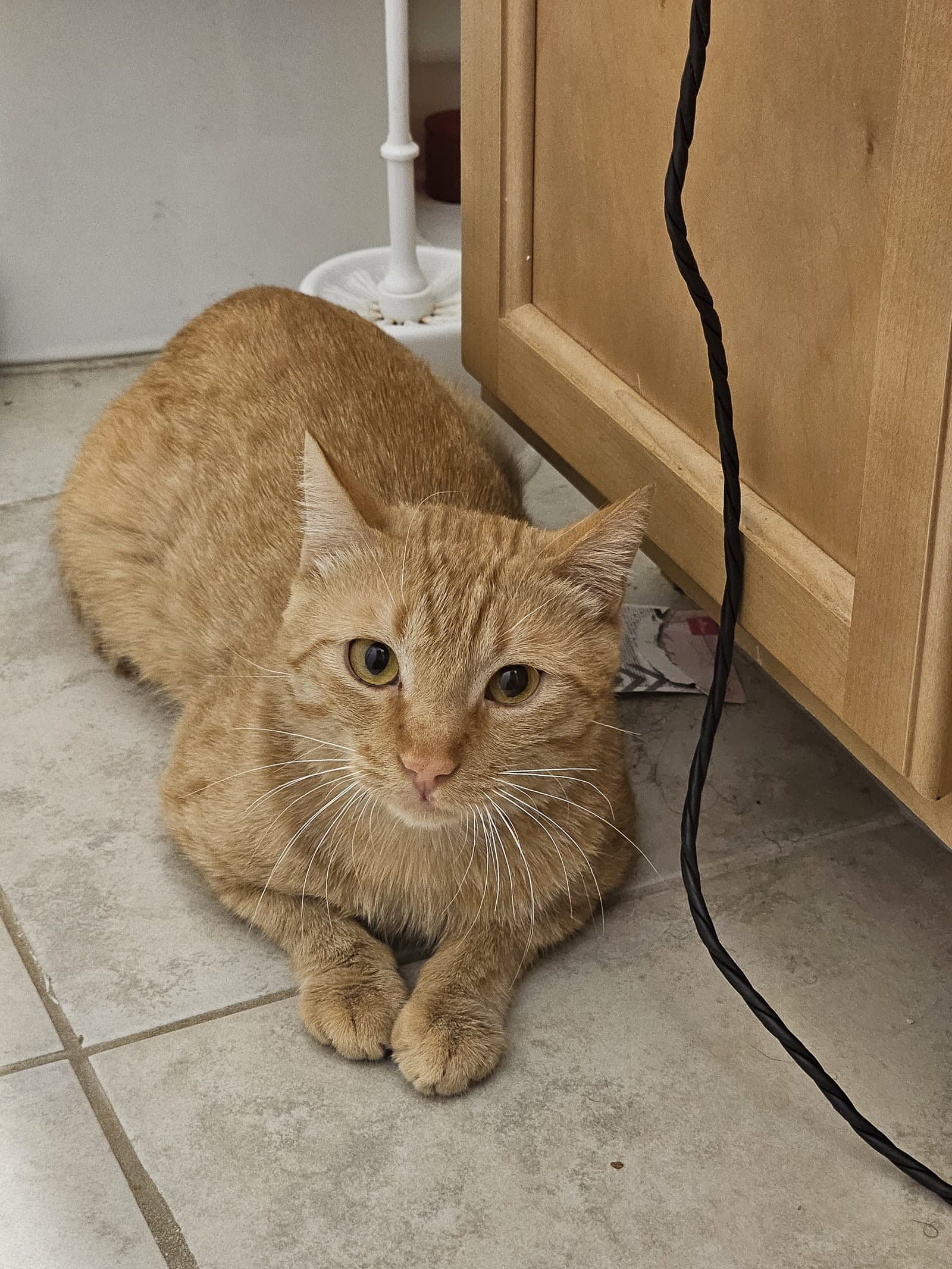 Quincy Cat