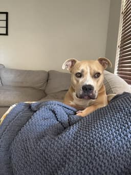 Winston image 1