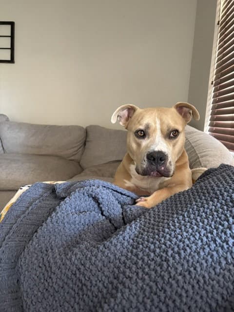 Winston - American Pit Bull Terrier