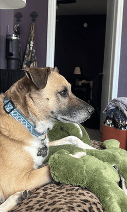 Milo image 3