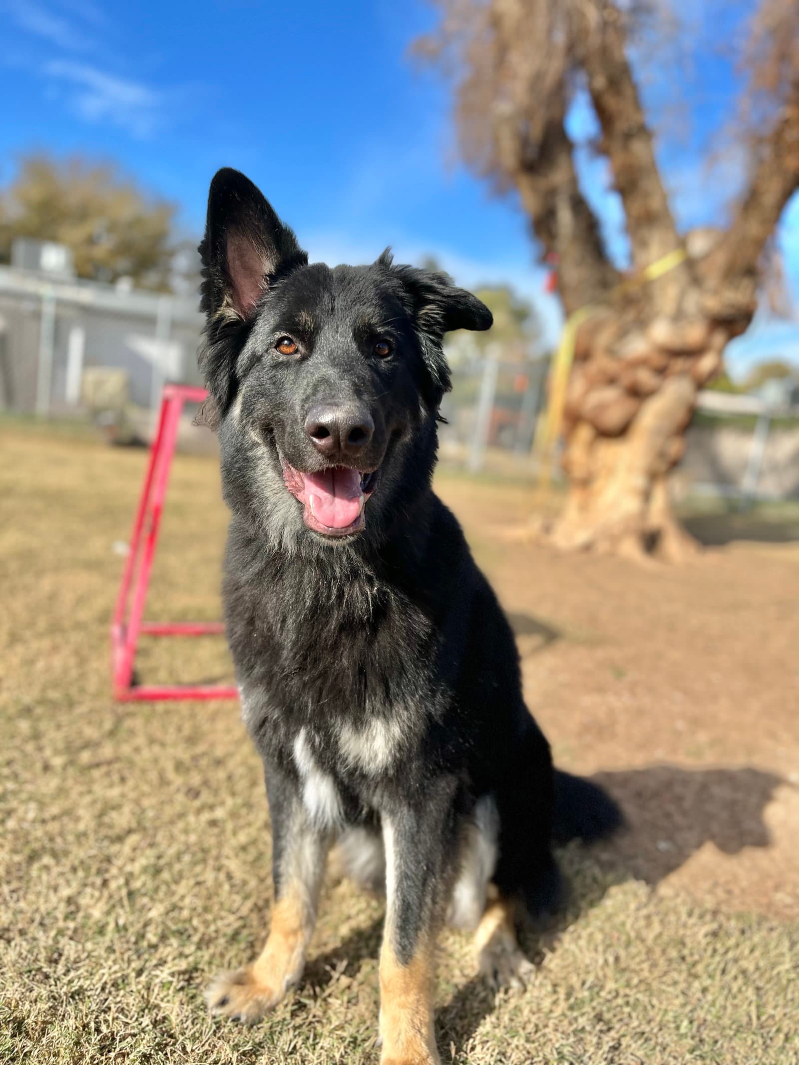 Mowgli - German Shepherd Dog