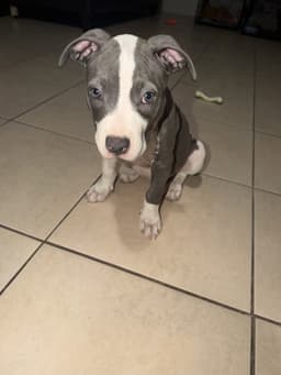 Chloe image 2